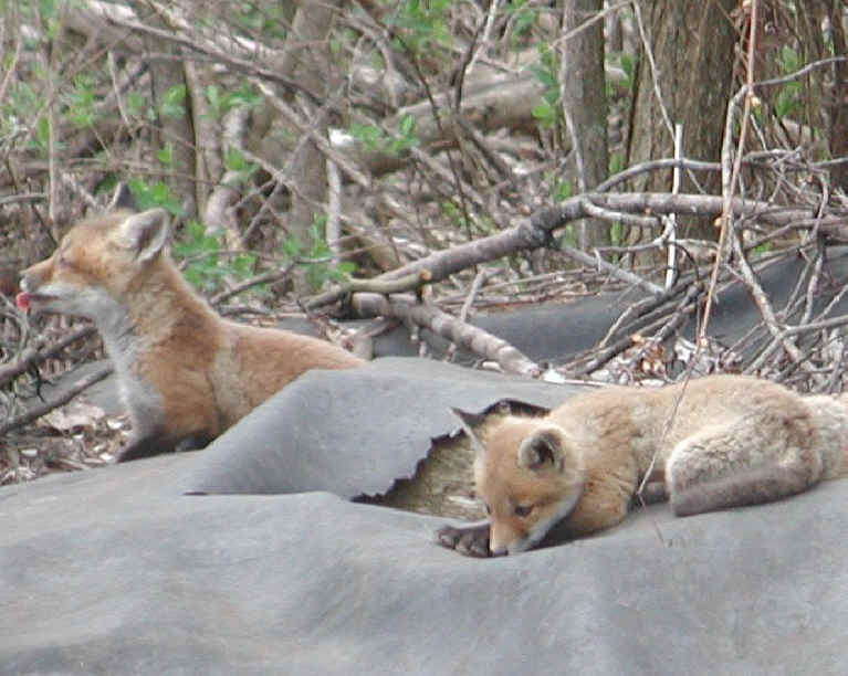 Red Fox (Vulpes vulpes) - 30a