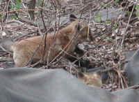 Red Fox (Vulpes vulpes) - 32a