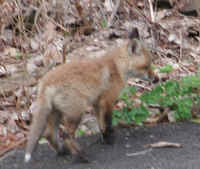 Red Fox (Vulpes vulpes) - 33
