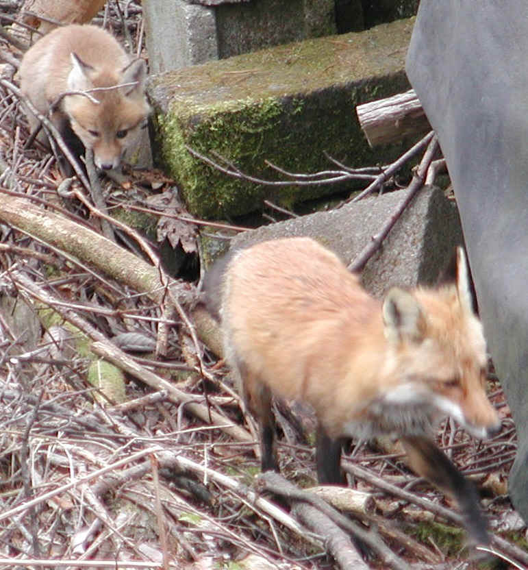 Red Fox (Vulpes vulpes) - 34