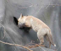 Red Fox (Vulpes vulpes) - 35