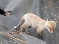Red Fox (Vulpes vulpes) - 40