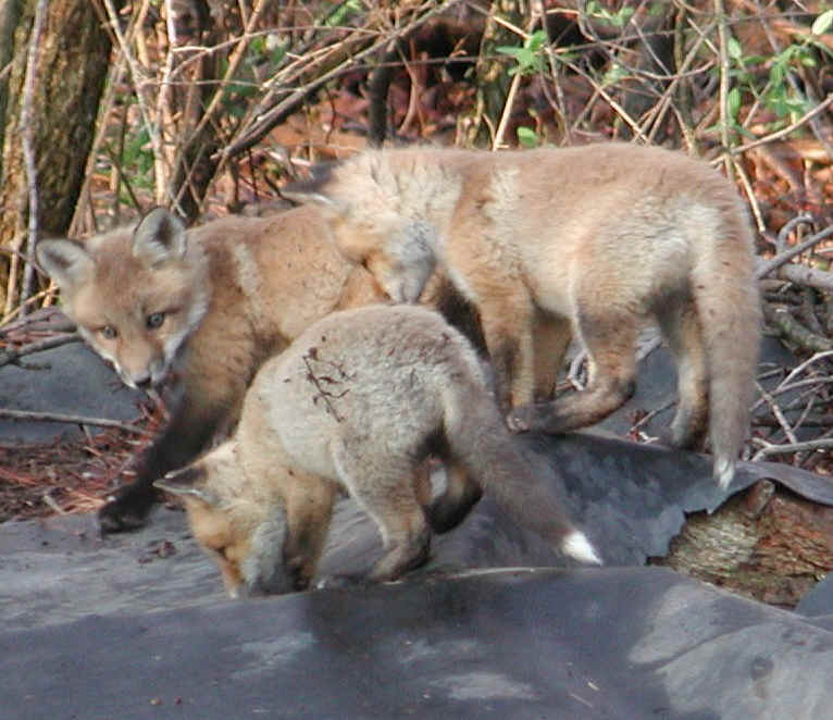 Red Fox (Vulpes vulpes) - 43