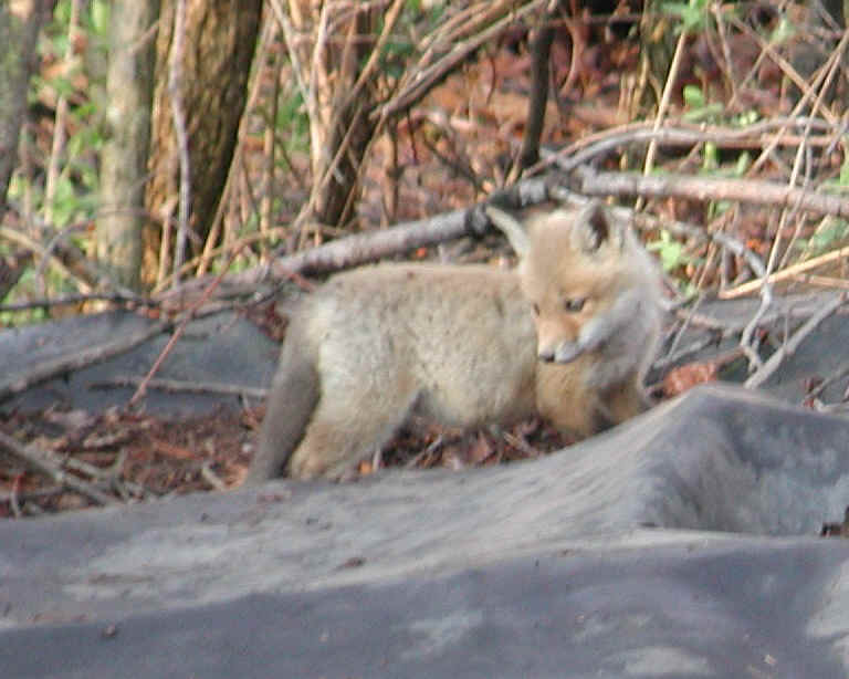 Red Fox (Vulpes vulpes) - 44