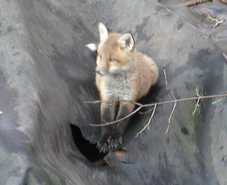 Red Fox (Vulpes vulpes) - 45
