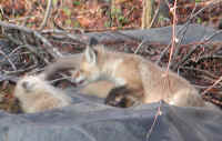 Red Fox (Vulpes vulpes) - 47