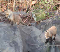 Red Fox (Vulpes vulpes) - 48