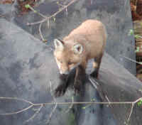 Red Fox (Vulpes vulpes) - 48a