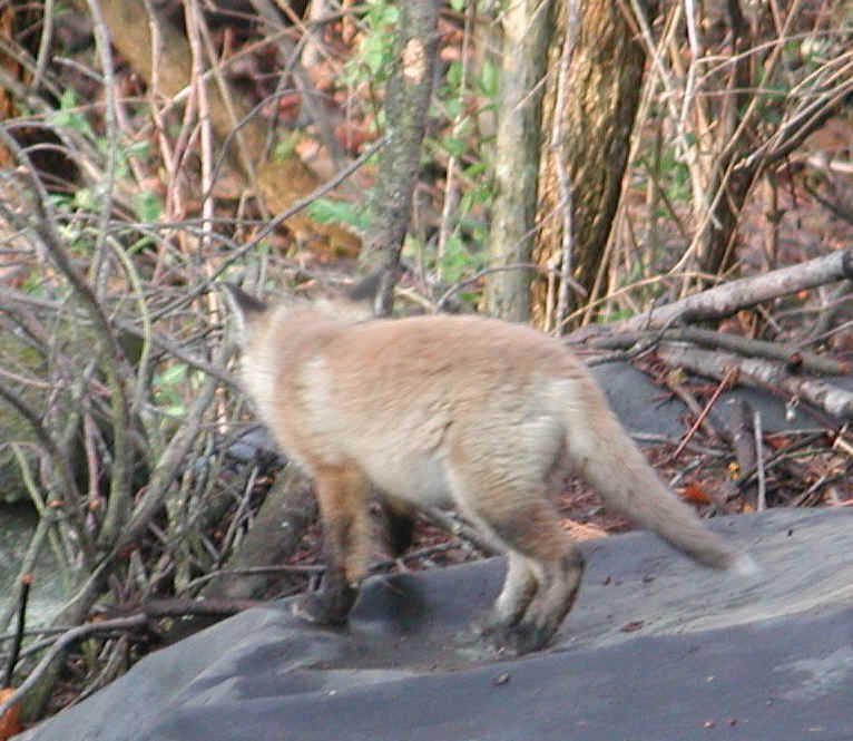 Red Fox (Vulpes vulpes) - 50