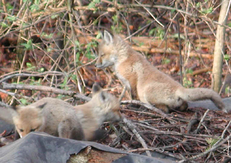 Red Fox (Vulpes vulpes) - 52