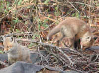 Red Fox (Vulpes vulpes) - 53