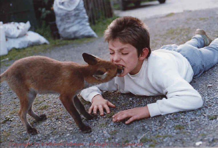 Red Fox (Vulpes vulpes) - 53s