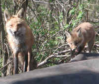 Red Fox (Vulpes vulpes) - 59