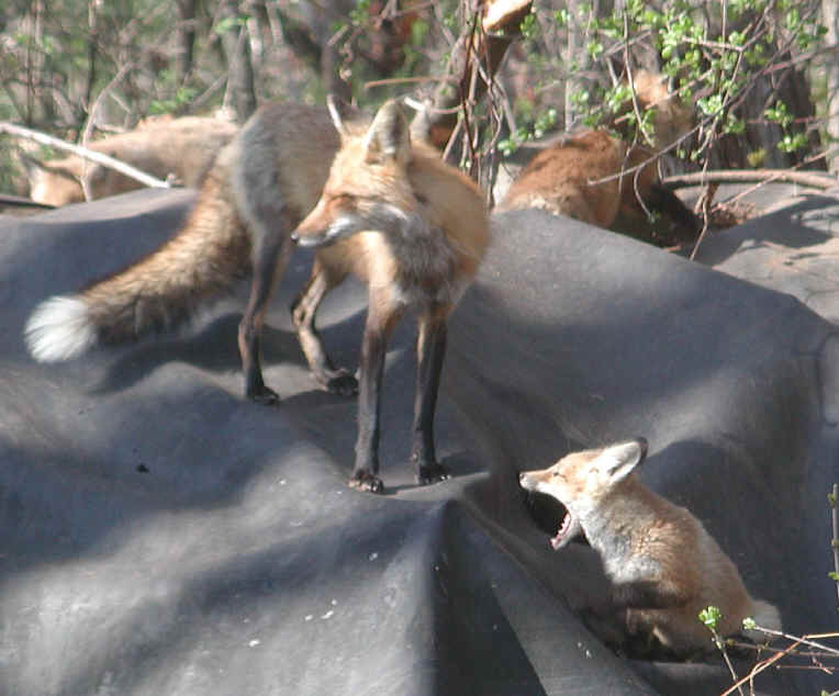 Red Fox (Vulpes vulpes) - 60