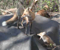 Red Fox (Vulpes vulpes) - 60