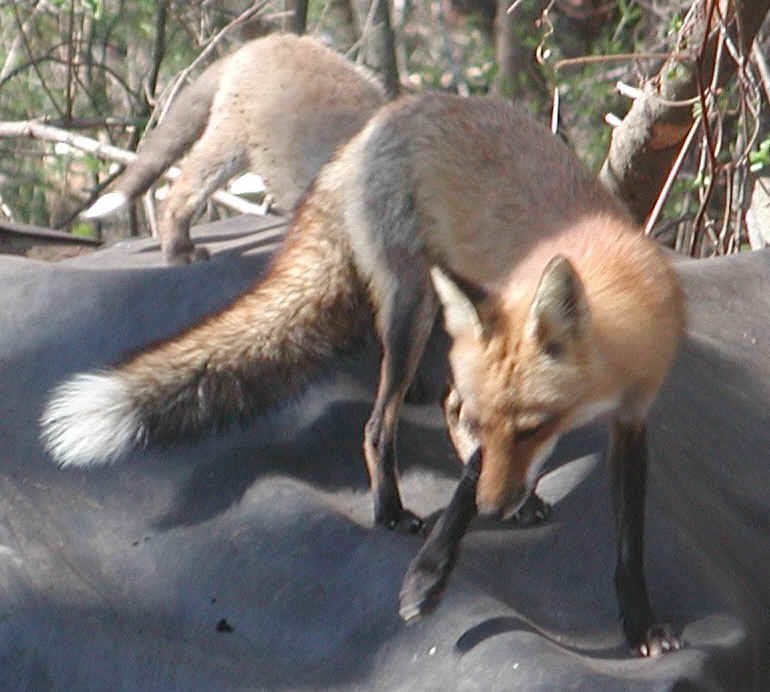 Red Fox (Vulpes vulpes) - 61