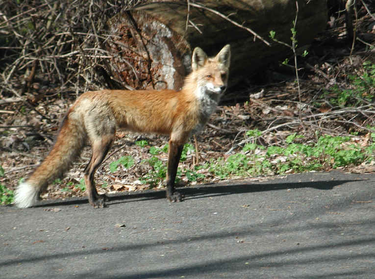 Red Fox (Vulpes vulpes) - 64