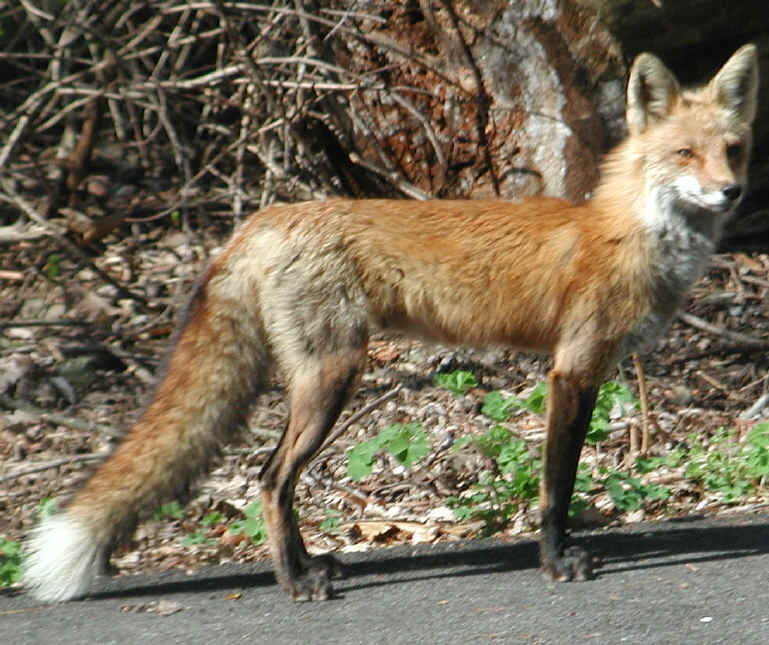Red Fox (Vulpes vulpes) - 64a