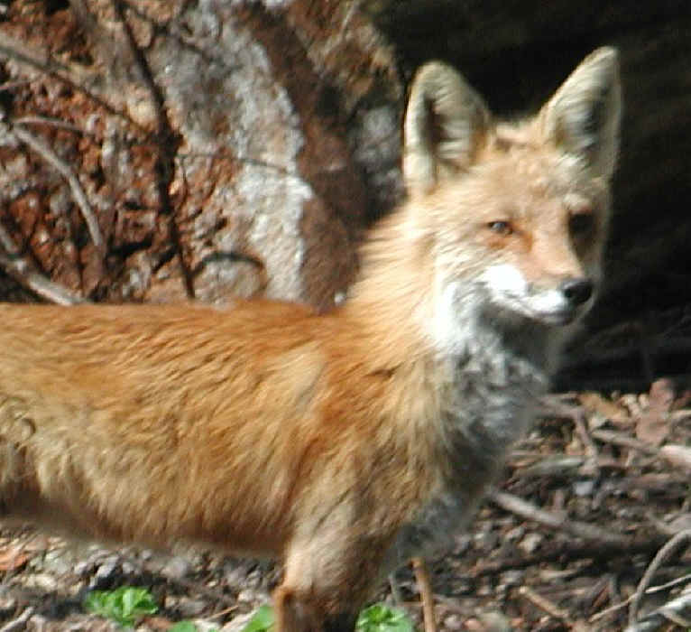 Red Fox (Vulpes vulpes) - 64b