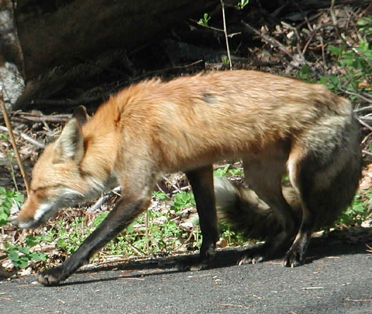 Red Fox (Vulpes vulpes) - 66
