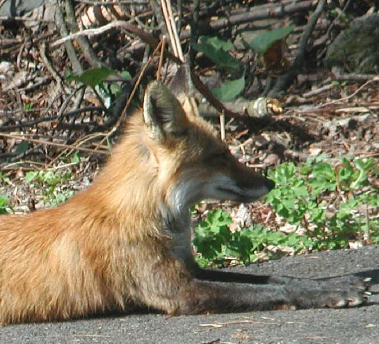 Red Fox (Vulpes vulpes) - 67a