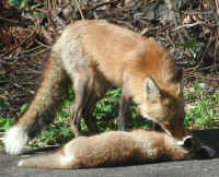 Red Fox (Vulpes vulpes) - 68