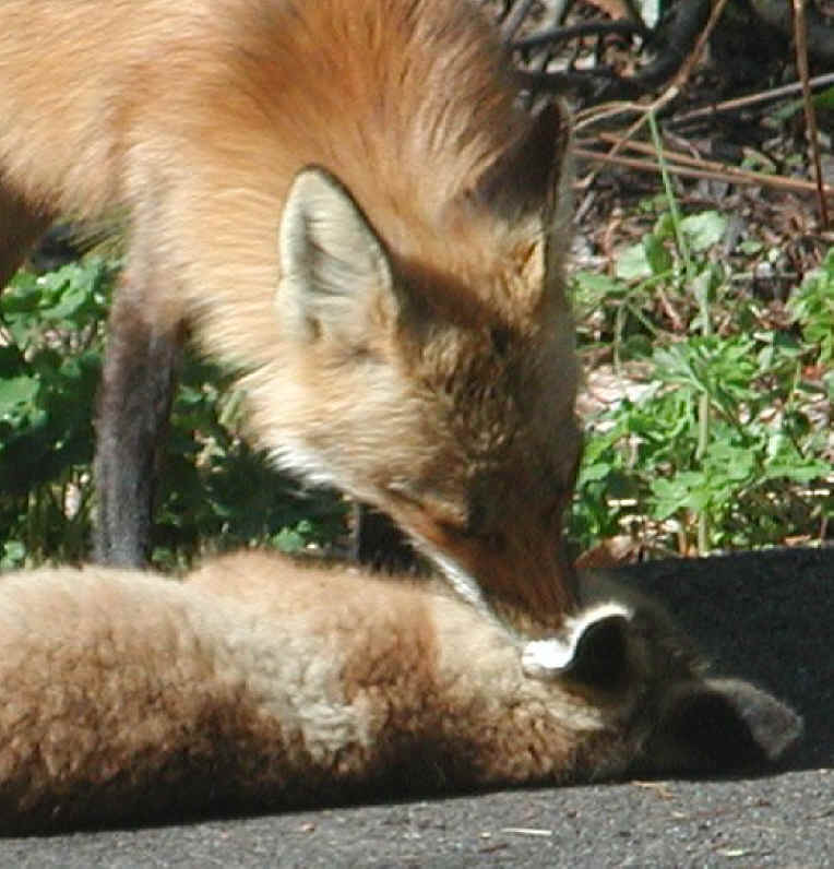 Red Fox (Vulpes vulpes) - 68a