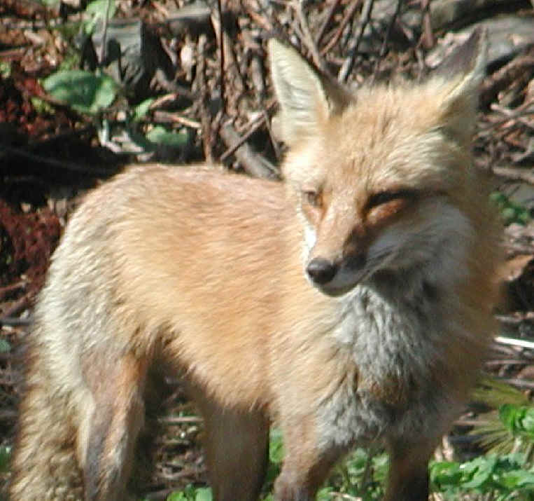 Red Fox (Vulpes vulpes) - 69a