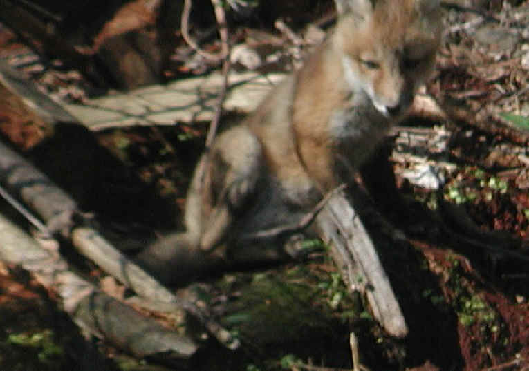 Red Fox (Vulpes vulpes) - 69c