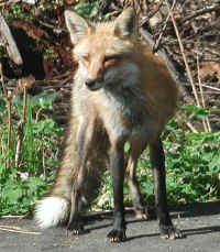 Red Fox (Vulpes vulpes) - 70