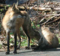 Red Fox (Vulpes vulpes) - 71