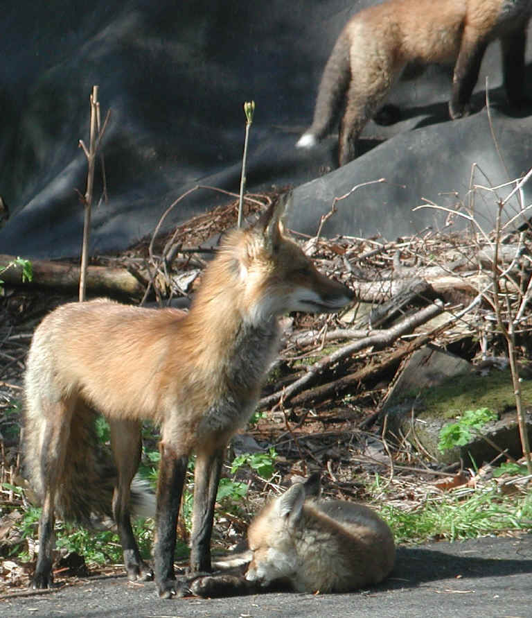 Red Fox (Vulpes vulpes) - 72