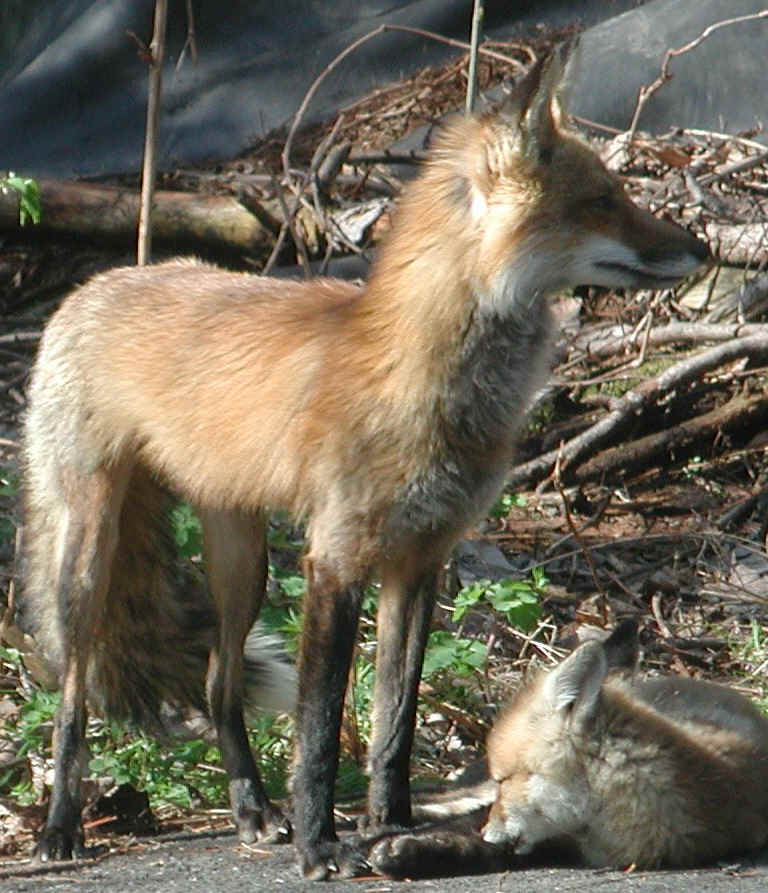 Red Fox (Vulpes vulpes) - 72a