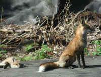 Red Fox (Vulpes vulpes) - 73