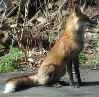 Red Fox (Vulpes vulpes) - 73a