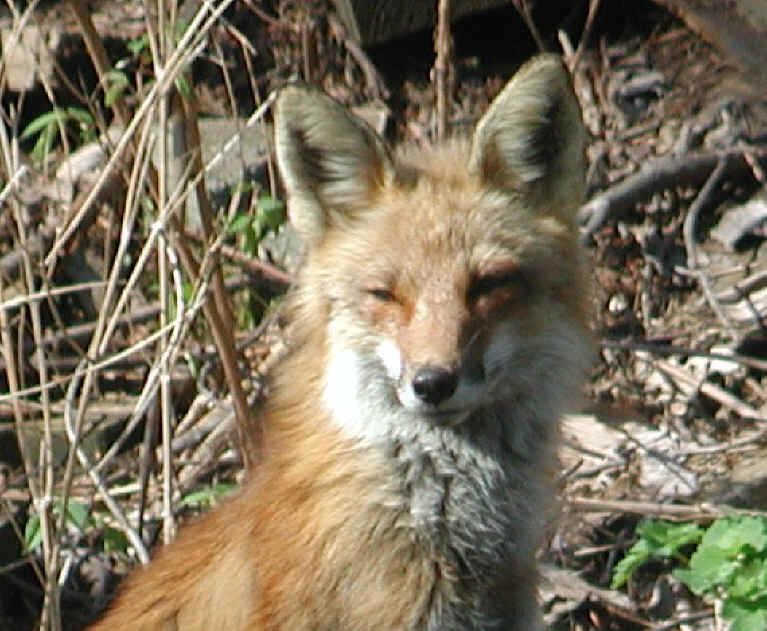 Red Fox (Vulpes vulpes) - 74a