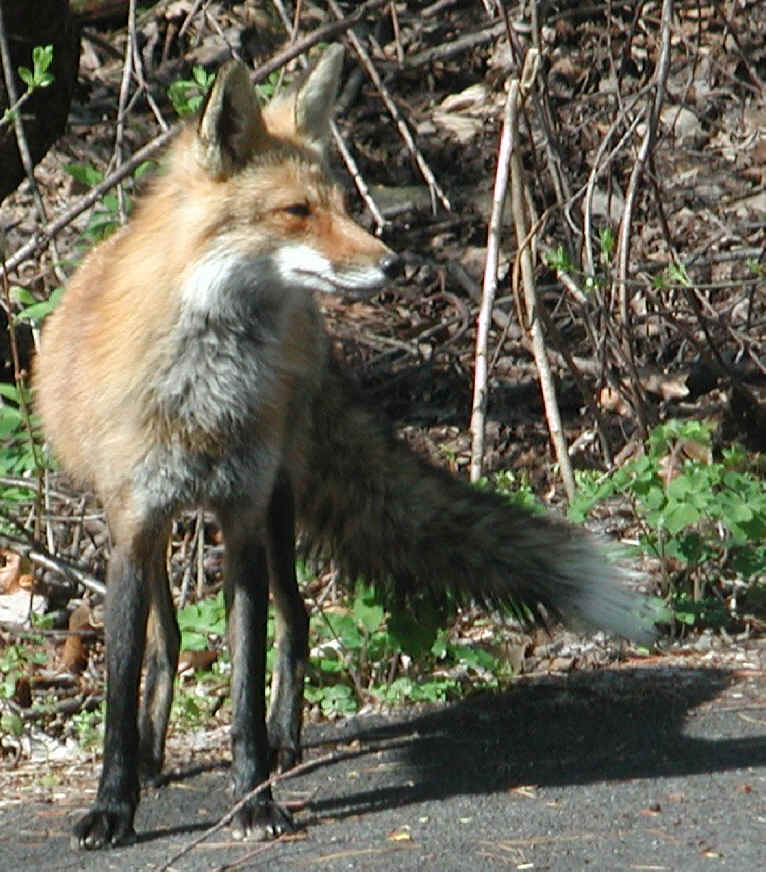 Red Fox (Vulpes vulpes) - 76