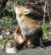 Red Fox (Vulpes vulpes) - 80
