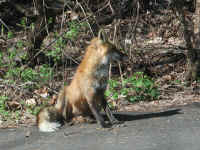 Red Fox (Vulpes vulpes) - 81