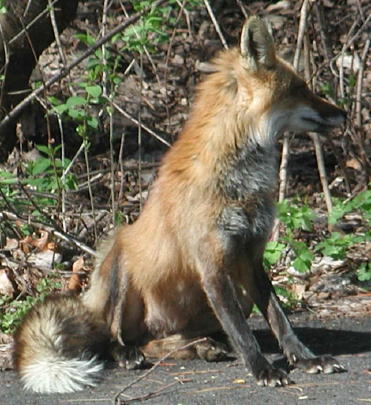 Red Fox (Vulpes vulpes) - 81a