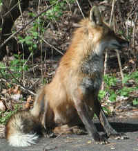 Red Fox (Vulpes vulpes) - 81a
