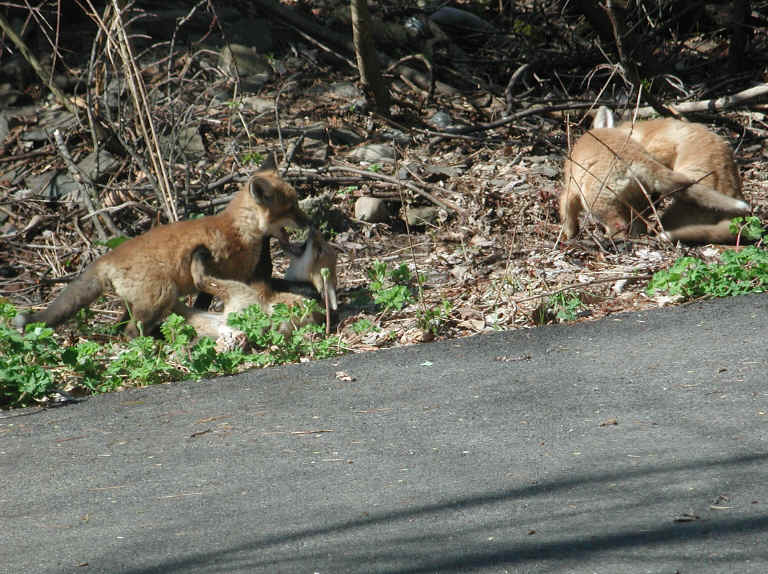 Red Fox (Vulpes vulpes) - 92