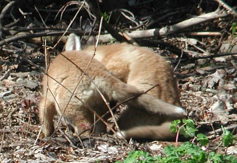 Red Fox (Vulpes vulpes) - 92a