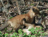 Red Fox (Vulpes vulpes) - 92b