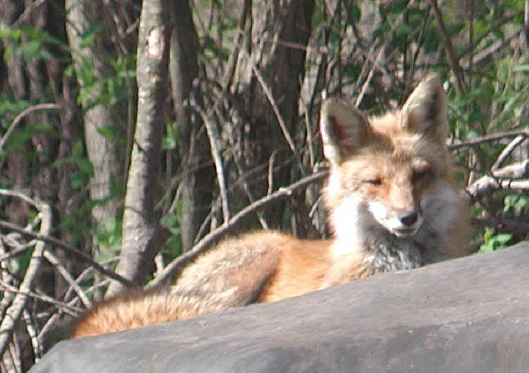 Red Fox (Vulpes vulpes) - 93