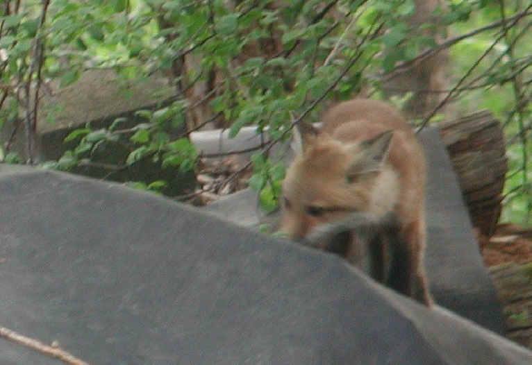 Red Fox (Vulpes vulpes) - 99