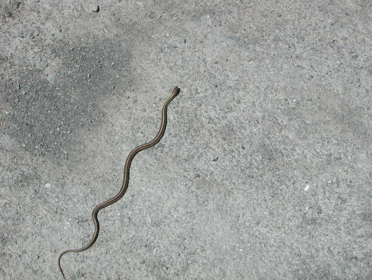 Garter Snake, Common (Thamnophis sirtalis) - 01