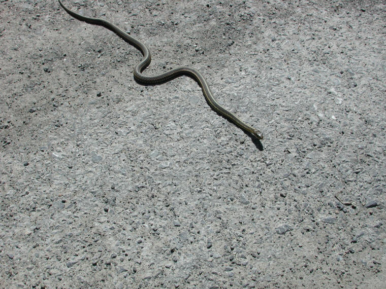 Garter Snake, Common (Thamnophis sirtalis) - 03
