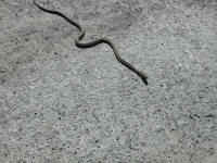 Garter Snake, Common (Thamnophis sirtalis) - 03