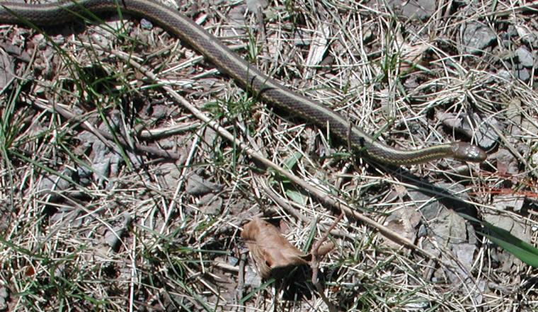Garter Snake, Common (Thamnophis sirtalis) - 04